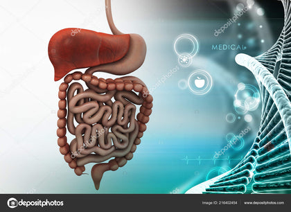 Digestive System Support