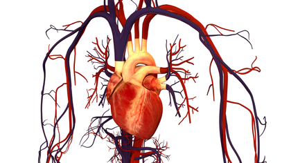 Cardiovascular System Support